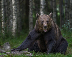 Obraz na płótnie Canvas Brown bear in North Karelia of Finland. Bear watching is a popular attraction in North Eastern Finland where bear population in healthy.