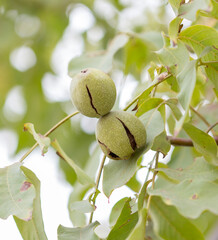 Walnut growing on a tree awaiting harvest