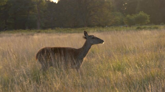 Lone female deer walks past into sunlight. Sun glare. Golden hour. England