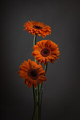 orange gerbera flower