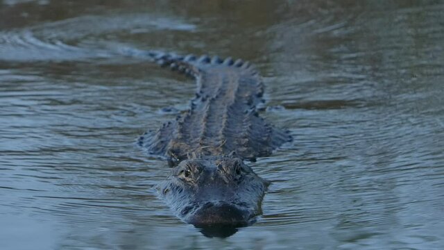 american alligator swimming close up right towards camera super slomo