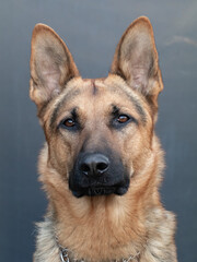 German Shepherd- K9 Police dog