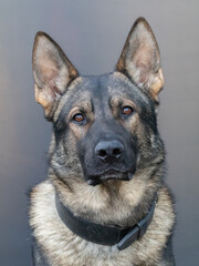 German Shepherd- K9 Police dog