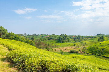 Fototapeta na wymiar A tea plantation in Uganda, Africa. Tea is an important export in this country.