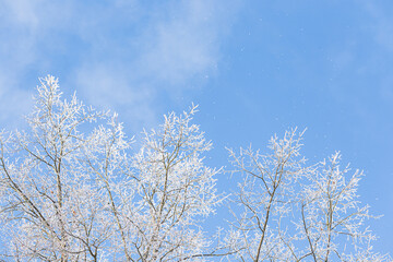 Tree branches covered in frost snow