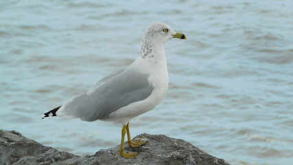 seagull 