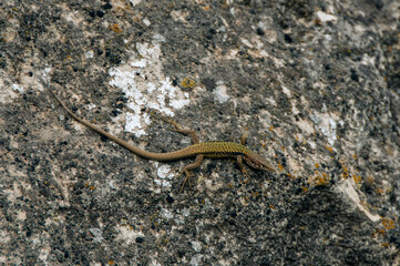 A green lizard basking in the sun on a moss covered rock.