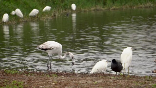 Flamingo Feeding in Lake with White Herons Flying by and Ducks Around Slow Motion