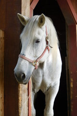 Obraz premium Horse Peekaboo