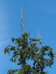 Luftverschmutzung - Baum mit kahler Krone siecht dahin