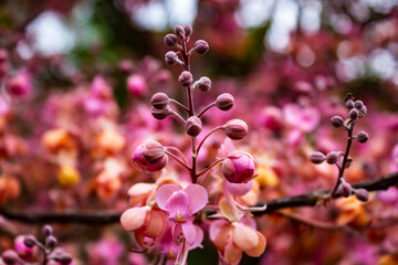 Close nas flores de acácia rosa do cerrado.