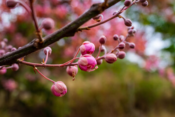 Close em galho de acácia rosa.