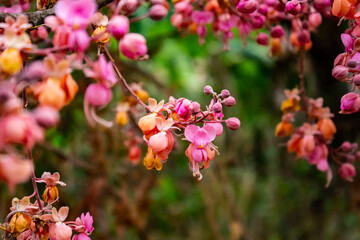 Galhos cheio de flores de acácia rosa.