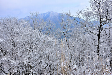 丹沢 雪景色の三ノ塔より大山