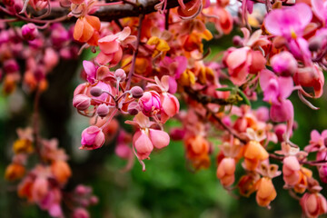 Flores de acácia rosa do cerrado.
