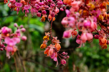 Flores de acácia rosa.