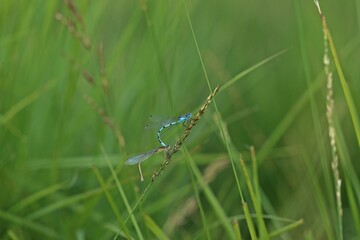 Tandem der Gemeinen Becherjungfer (Enallagma cyathigerum)