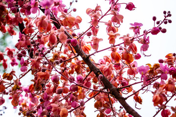 Galho de acácia rosa cheio de flores.