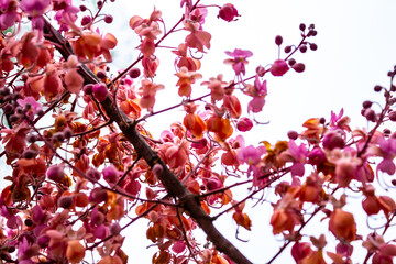 Galho de acácia rosa cheio de flores.