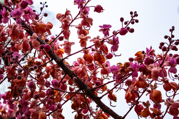 Galho com flores de acácia rosa.