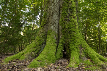 Obraz premium Stark.