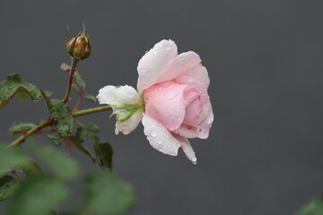 pink rose, drop water