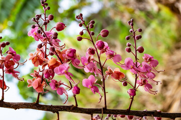 Detalhe de flores de acácia rosa.