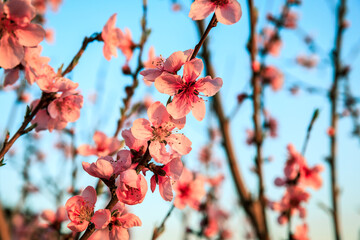 Peach blossoms blooming in the spring garden, China