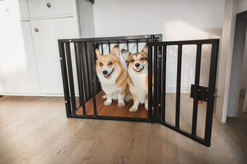 Two welsh corgi pembroke dogs sitting in a home crate, happy and relaxed, crate training
