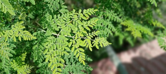 Green leaves in sun sunlight
