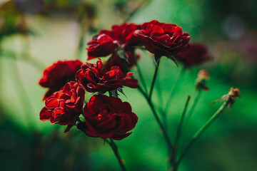 Red spray roses on a green background - 380642184