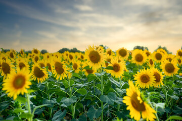 Beautiful image of a field of sunflowers on the background of the sky during sunset