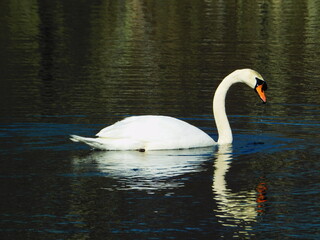 Swan Fishing