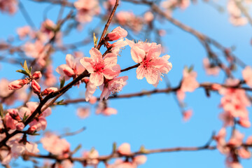 Obraz premium Peach blossoms blooming in the spring garden, China
