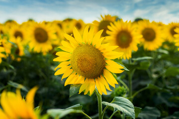 Close-up sunflower against blue sky and field of sunflowers