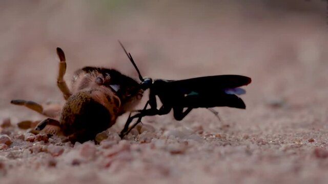 A smooth steady close up of a Spider Wasp dragging its paralyzed host spider to its den to lay an egg inside the spiders abdomen