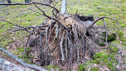 Wiatrołom w lesie. © WalDec