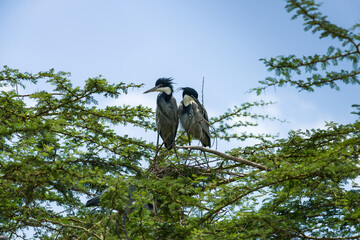 Black-headed herons (Ardea melanocephala) nest building in tree, Kenya, East Africa