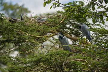 Black-headed herons (Ardea melanocephala) perched in tree, Kenya, East Africa