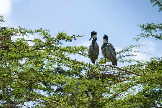 Black-headed herons (Ardea melanocephala) nest building in tree, Kenya, East Africa