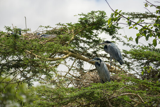 Black-headed herons (Ardea melanocephala) perched in tree, Kenya, East Africa