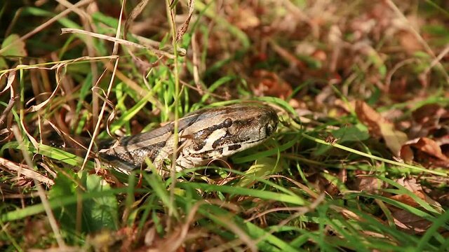 A very large boa constrictor in the grass clicks its tongue, carefully watching the bird preparing to hunt. Close-up of the Python's head. Snake in the grass