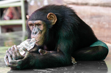 Monkey is trained drink water by staff in the zoo.