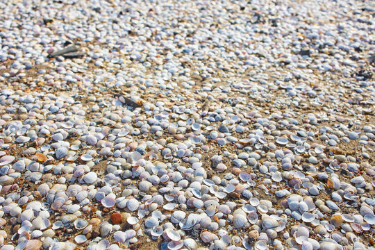 shells on the beach sand
