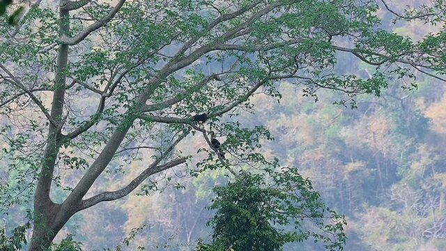 Great Hornbills, Buceros bicornis, one by one  flying from a tree on the ridge towards a fruiting tree to eat during the afternoon.