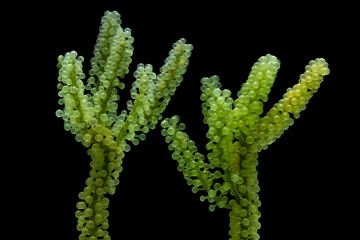 Sea grapes, green caviar isolated on black background