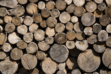 A background of round tree trunks in the foreground.