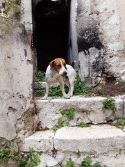 Mały piesek na tle włoskiej architektury. © Jola i Darek 