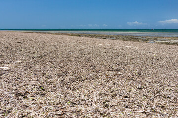 Sandy beach of Diani covered in dry seaweed at low tide, Kenya, East Africa