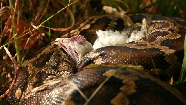 Capture of a chicken with a boa constrictor. Boa in the grass
